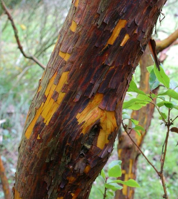 Arbutus unedo (écorce)