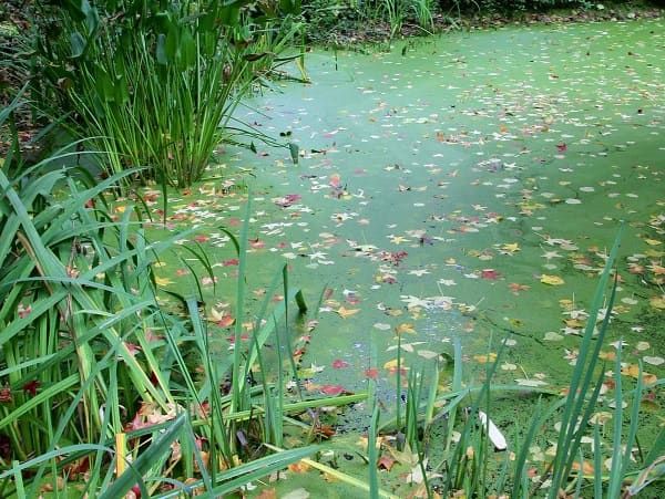 Iris d'eau, Thalia, lentilles d'eau et feuilles d'automne