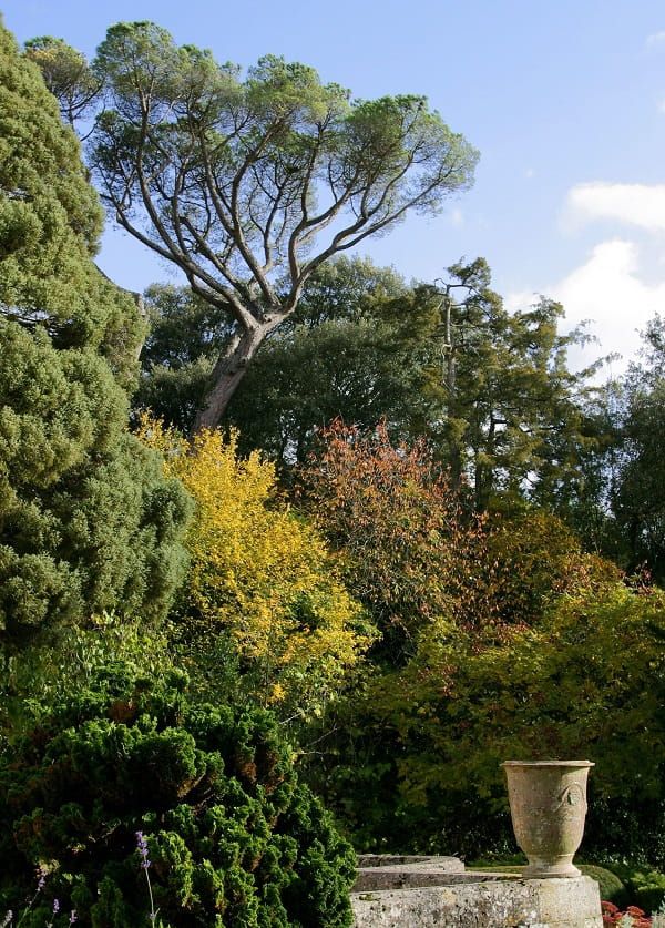Juniperus drupacea