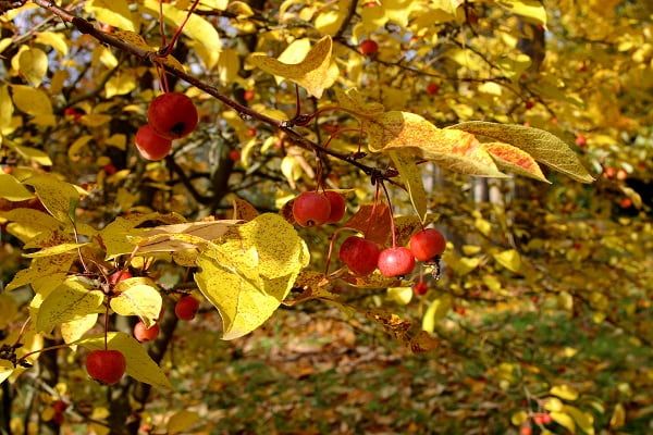 Malus 'Everest' (fruits)