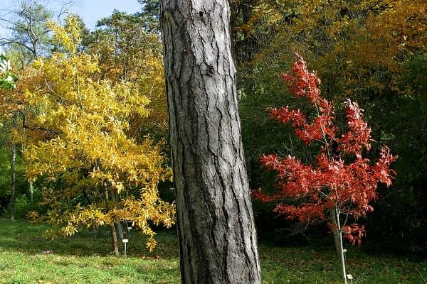 Quercus acutissima et Quercus shumardii et tronc