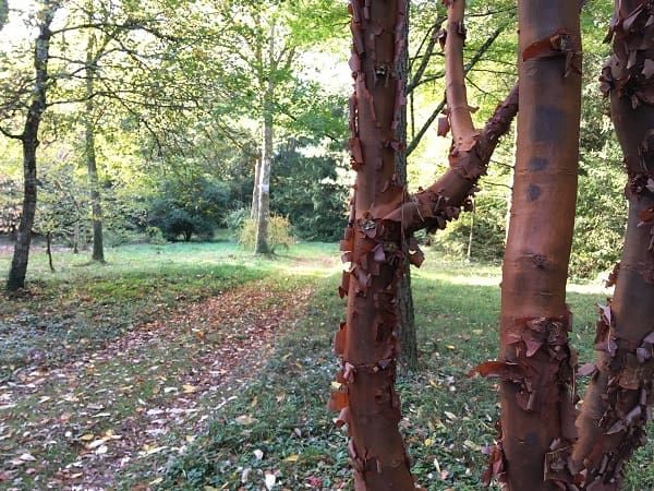 acer griseum