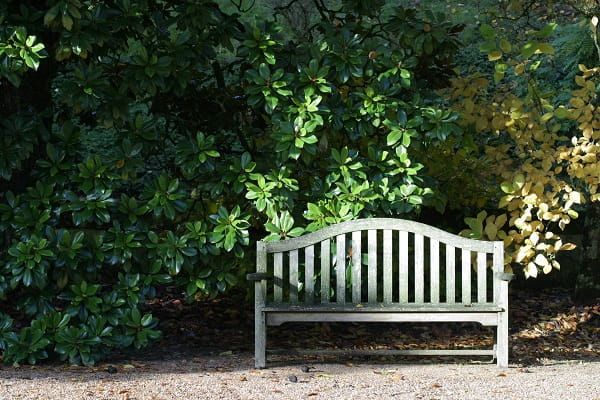 banc en bois et Magnolia grandiflora en automne