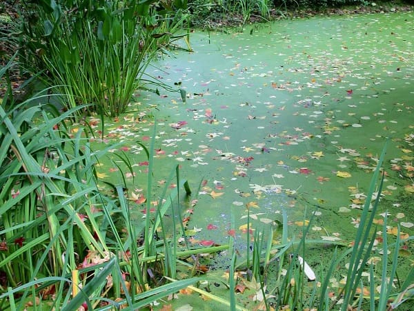 Iris d'eau, <i>Thalia dealbata</i>, lentilles d'eau et feuilles d'automne